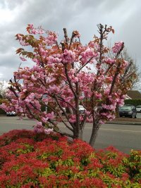 Photos from BC trip 2017 IMG 20170427 1900032