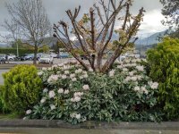 Photos from BC trip 2017 IMG 20170427 1900287